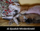 Jó éjt Mindenkinek