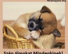 Szép álmokat Mindenkinek!