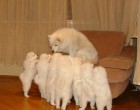 1.2.3.4.......:))