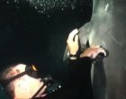 A horgászzsinórba gabalyodott delfin Hawaii szigeténél úszott oda az éjszaka merülő buvárokhoz