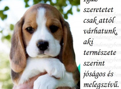 Igaz szeretetet csak attól várhatunk, aki természete szerint jóságos és melegszívű.