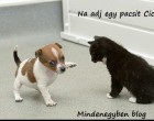 Na adj egy pacsit Cicus! :)