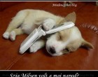 Szia.Milyen volt a mai napod?