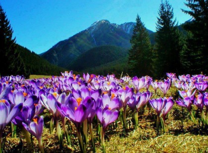 Az a virág, amely a szívből nyílik nem hervad el soha, ahogy a szeretet sem pusztul el, ha lélek az otthona. Hiszen a szeretet nem más, mint a lélekből sarjadt virág: láthatatlan, és mégis érzed rejtélyes illatát. Láthatatlan. Csak akkor látni, ha szemed mosolyog, s felragyognak szirmai közt csillagharmatok