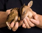 ici pici bambi