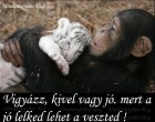 Vigyázz, kivel vagy jó. Mert a jó lelked lehet a veszted !