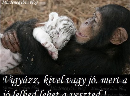 Vigyázz, kivel vagy jó. Mert a jó lelked lehet a veszted !