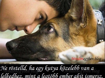 Ne röstelld, ha egy kutya közelebb van a lelkedhez, mint a legtöbb ember akit ismersz.