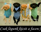 Csak lógunk kicsit a facen....:)