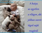 A kutya az egyetlen a világon, aki jobban szeret téged saját magánál