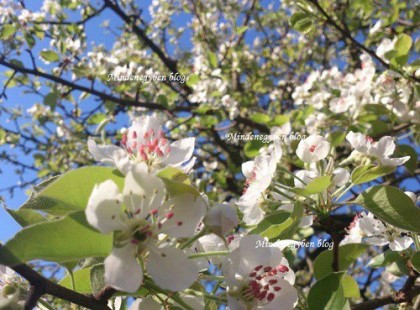 Virágzik a körtepálinka :)