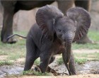 kis dumbo