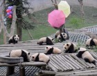 panda szunya