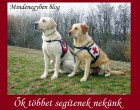 Ők többet segítenek nekünk - Mint amennyit megérdemelnénk...