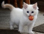 cuki