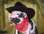 röfi