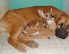 Szeretlek kicsi bambi :)