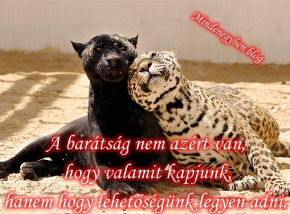 A barátság nem azért van, hogy valamit kapjunk, hanem hogy lehetőségünk legyen adni.