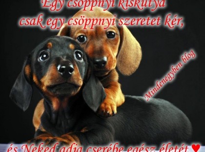 Egy csöppnyi kiskutya csak egy csöppnyi szeretet kér, és Neked adja cserébe egész életét.