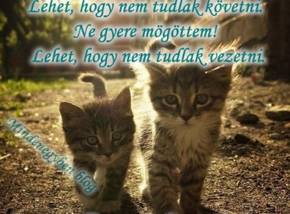 Ne menj előttem! Lehet, hogy nem tudlak követni. Ne gyere mögöttem! Lehet, hogy nem tudlak vezetni. Gyere mellettem és légy a barátom!