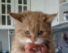 akkor sem adom ! :)