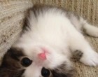 Kukucs