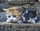 Az igazi barát egy kincs, aki megvéd ha bántanak, segít ha gyötörnek vagy tévútra rántanak. Megszid sokszor ha van rá oka, de meg nem tagad téged soha!