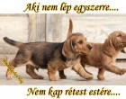 Aki nem lép egyszerre, Nem kap rétest estére... :)