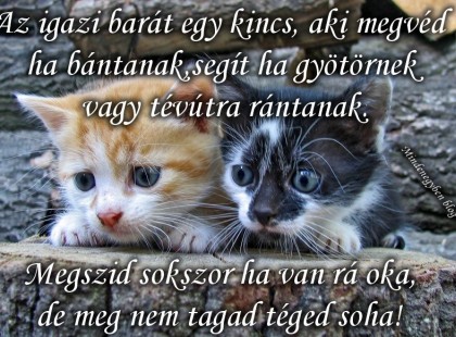 Az igazi barát egy kincs, aki megvéd ha bántanak, segít ha gyötörnek vagy tévútra rántanak. Megszid sokszor ha van rá oka, de meg nem tagad téged soha!