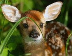 bambi :)