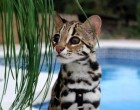 tigris macska