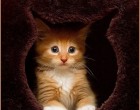 kukucs :)
