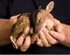 két tenyérnyi bambi