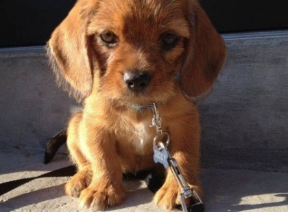 Történet egy kutyáról