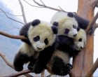 Sok jó panda kis helyen is elfér :)