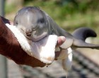 bébi delfin
