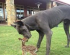 Kicsi bambi :)