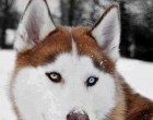 Gyönyörű kutyus!-Szibériai husky