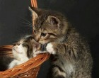 reggeli puszi :)