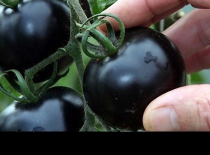 A cukorbetegség, a rák és az elhízás megelőzésében is hatékony a fekete paradicsom