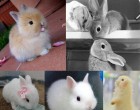 ilyen a nyuszi puszi :D