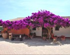 Brazília - csodaszép bougainvillea kúszócserje