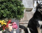 Szívszorongató kutyahűség – 6 éve őrzi halott gazdáját a hűséges kutyus