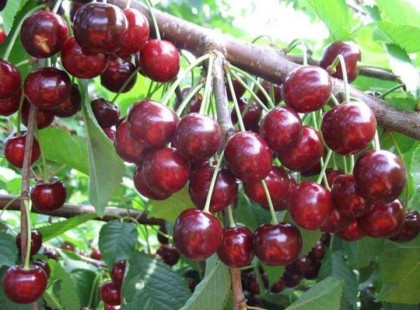 Cseresznye, az istenek eledele