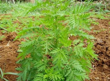 Ez a csodálatos gyógynövény a rákos sejtek 98%-át elpusztítja 16 óra alatt