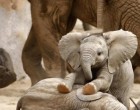 Így tanulja 17 elefánt bébi, hogy kell használni az ormányát!