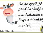 Az az egyik fő gond hazánkban, ami Indiában is,... hogy a Marhák szentek