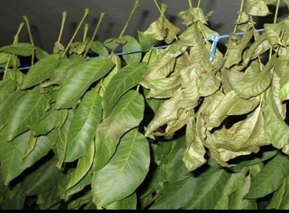 A DIÓ A MAGYAROK SZENT FÁJA, ÉS GYÓGYÍTÓ SZERE!