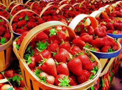 eper - igazi kora nyári csemege