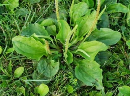 AZ EGYIK LEGHASZNOSABB GAZ A BOLYGÓN